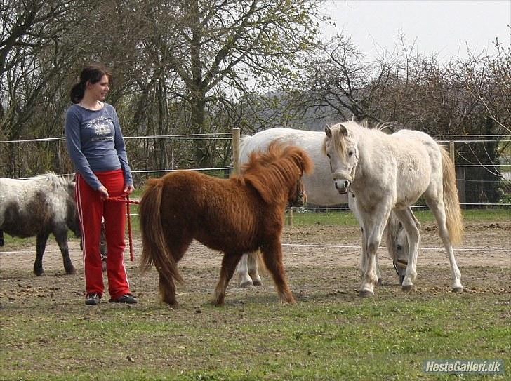 Anden særlig race Thea *Solgt* billede 9