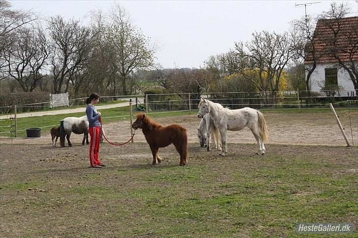Anden særlig race Thea *Solgt* billede 11