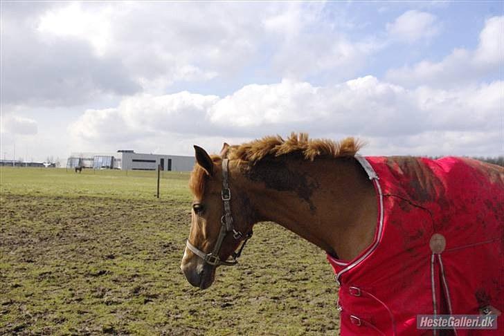 Tysk Sportspony Naren billede 7