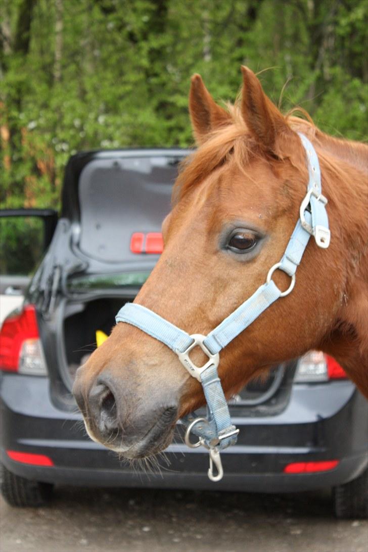 Anden særlig race Silas *B-pony* - SOLGT billede 18