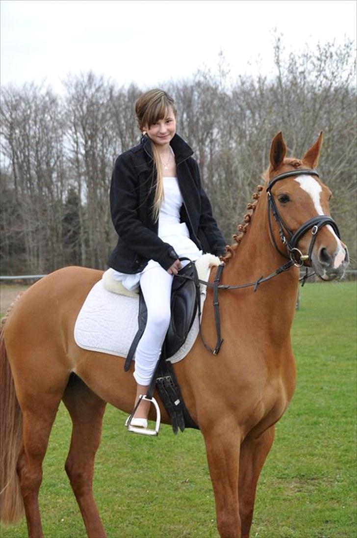 Tysk Sportspony Naren billede 9