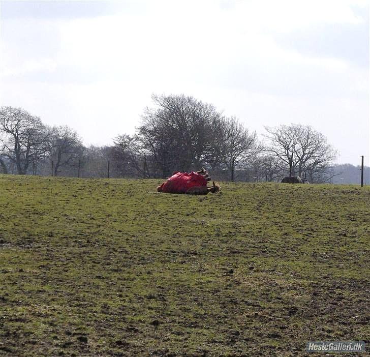 Tysk Sportspony Naren billede 10