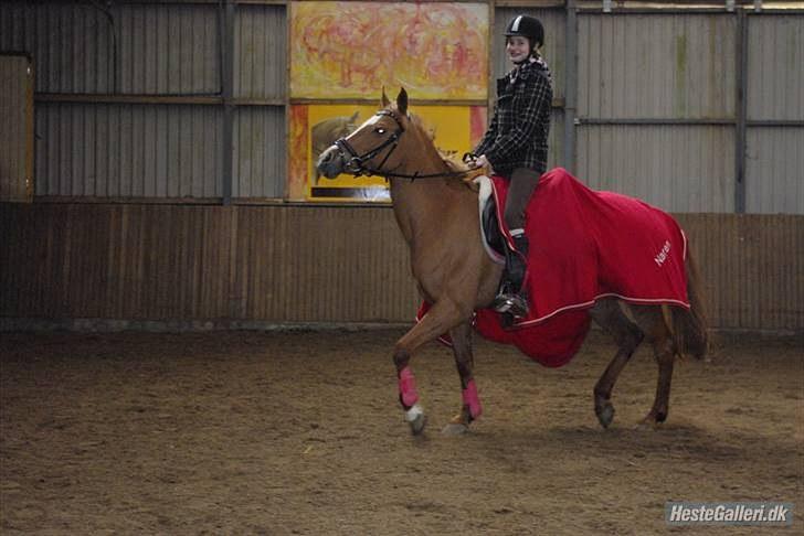 Tysk Sportspony Naren billede 11