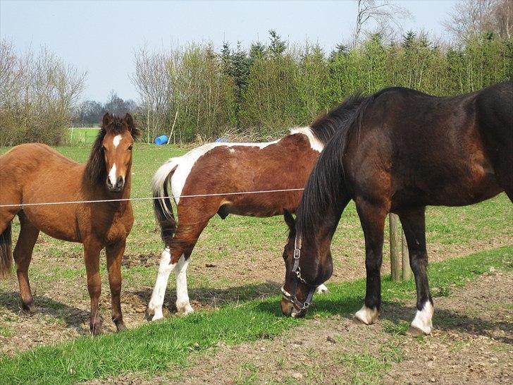 Belgisk Sportspony Bailey [Solgt] - 10. Bailey, Leonardo og Brandy på folden - d. 18 april 2011 billede 10