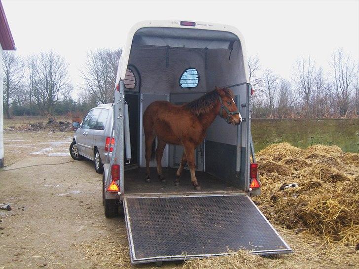 Belgisk Sportspony Bailey [Solgt] - 11. Første gang i trailer, hun blev selv ved med at gå derop :D - 27 feb 2011 billede 11