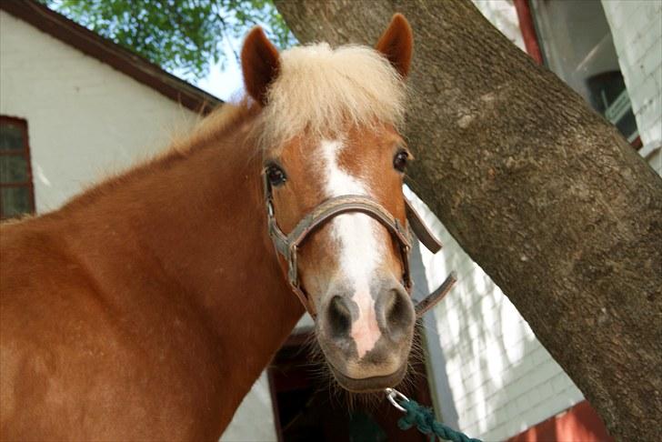 Anden særlig race Sasha DEN SAVNEDE<3 - Velkommen Til Sasha´Mullens profil (; Smid gerne en kommentar....  billede 1