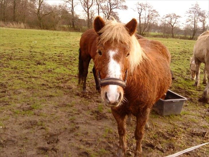 Anden særlig race Sasha DEN SAVNEDE<3 - Sasha på fold ? d: Fotograf: Mig (; billede 2