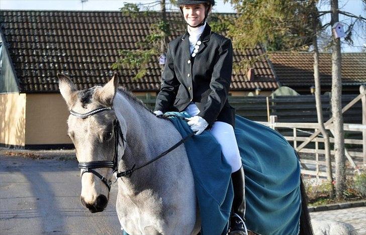 Anden særlig race Chiano :-) <3 solgt! - 4. min dejlige pony! <3 fra stævnet den. 13/11-2010 foto: TMC-foto billede 3