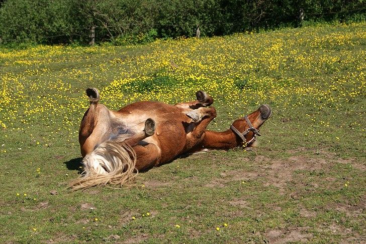 Anden særlig race Sasha DEN SAVNEDE<3 - Rulletur(-: billede 4