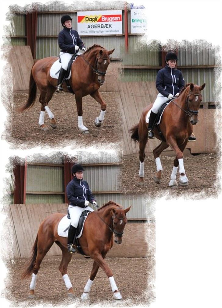 Hollandsk Varmblod Whitney - Fra stævne d. 8 maj.. Foto: Helle Dinsen Landbo billede 15