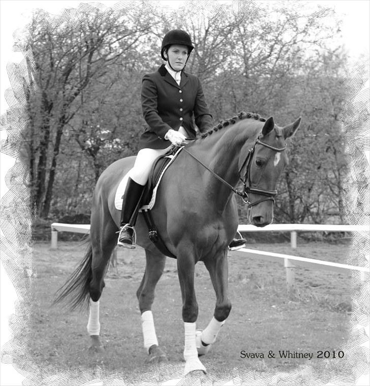 Hollandsk Varmblod Whitney - Foto: Helle Landbo billede 16