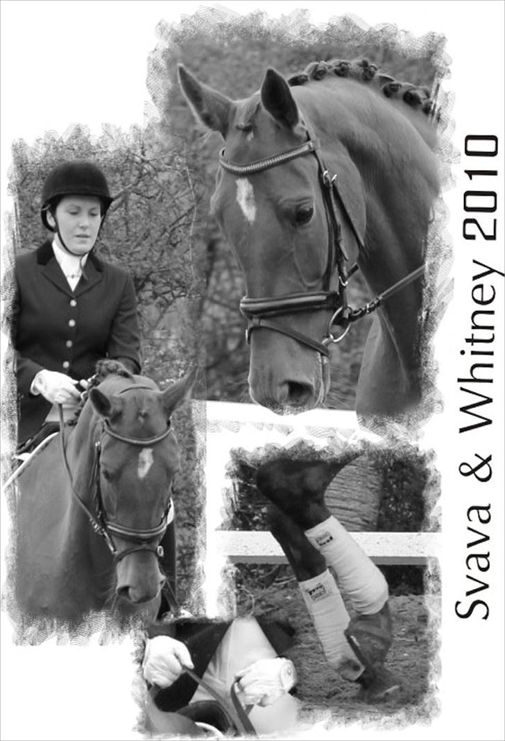 Hollandsk Varmblod Whitney - Foto: Helle Landbo billede 17