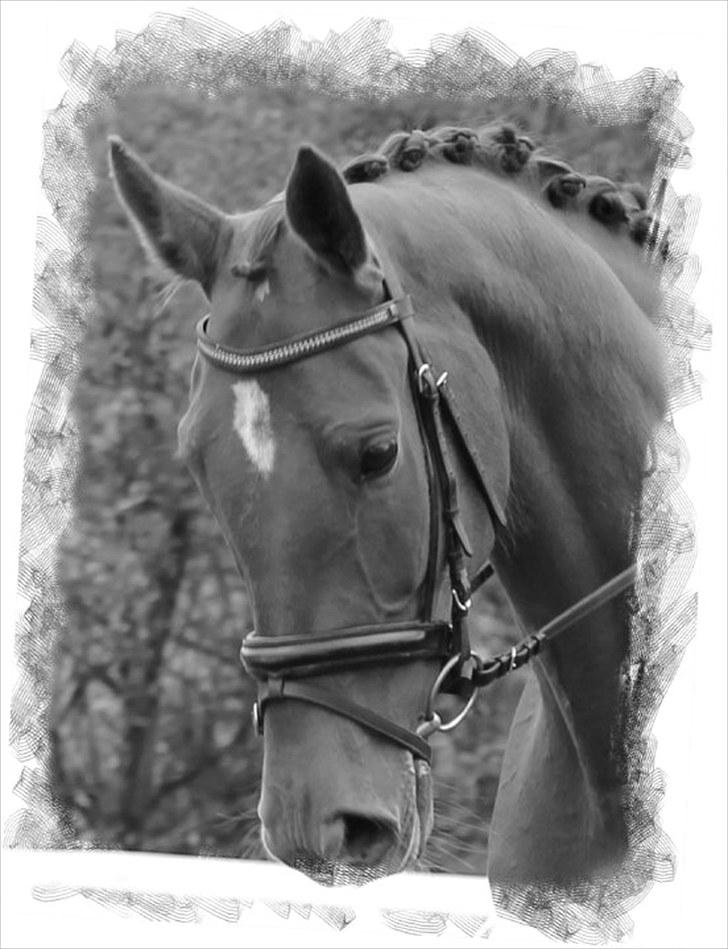 Hollandsk Varmblod Whitney - Smukke Whitney :D billede 18