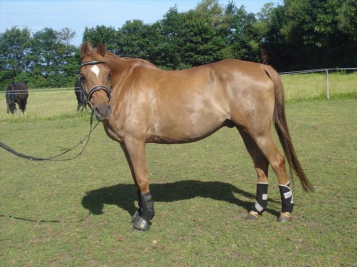 DSP Bobby Joe *solgt* billede 6