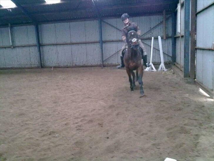 Traver Prim † 12/9-11 † - Prim & Kirstine. galop januar 2011 billede 11