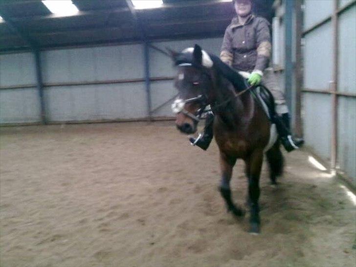 Traver Prim † 12/9-11 † - prim billede 12