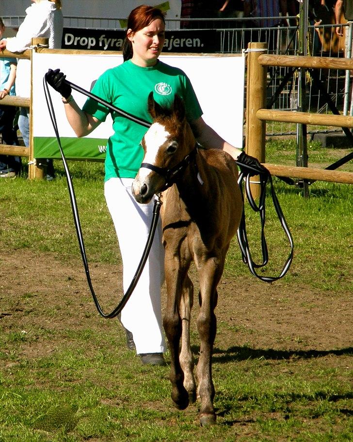 Connemara BREDEMADGÅRDS GRACE O'MALLEY billede 2