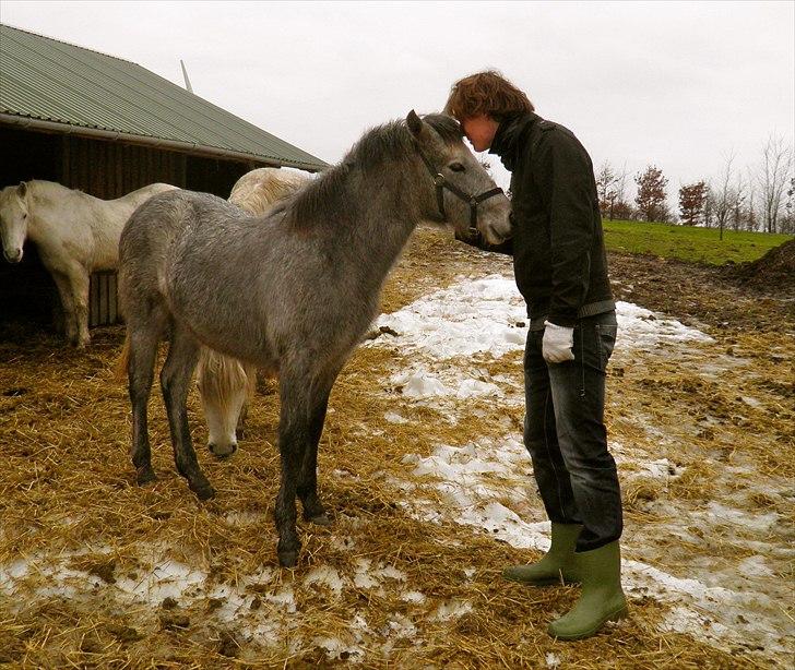 Connemara BREDEMADGÅRDS GRACE O'MALLEY billede 3