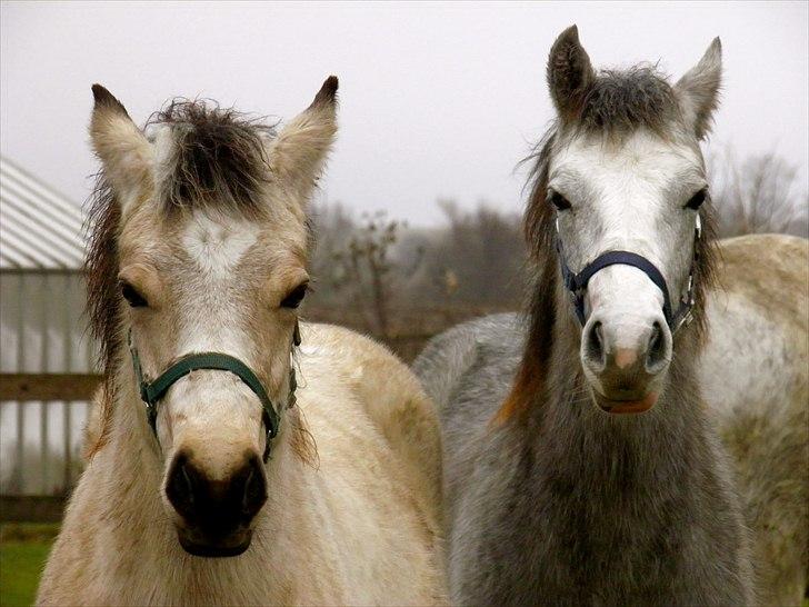 Connemara BREDEMADGÅRDS GRACE O'MALLEY billede 4