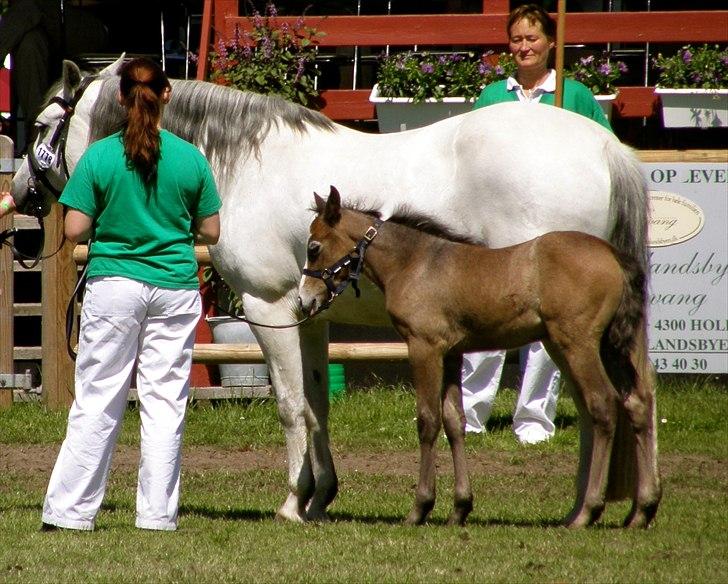 Connemara BREDEMADGÅRDS GRACE O'MALLEY billede 5