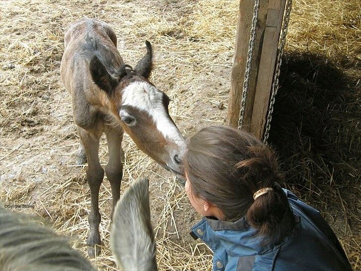 Connemara BREDEMADGÅRDS GRACE O'MALLEY billede 6