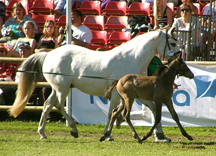 Connemara BREDEMADGÅRDS GRACE O'MALLEY - Jaa, mor er jo ikke helt dårligt gående (: billede 7
