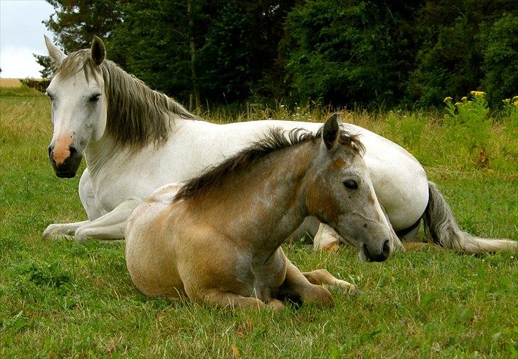 Connemara BREDEMADGÅRDS GRACE O'MALLEY billede 8