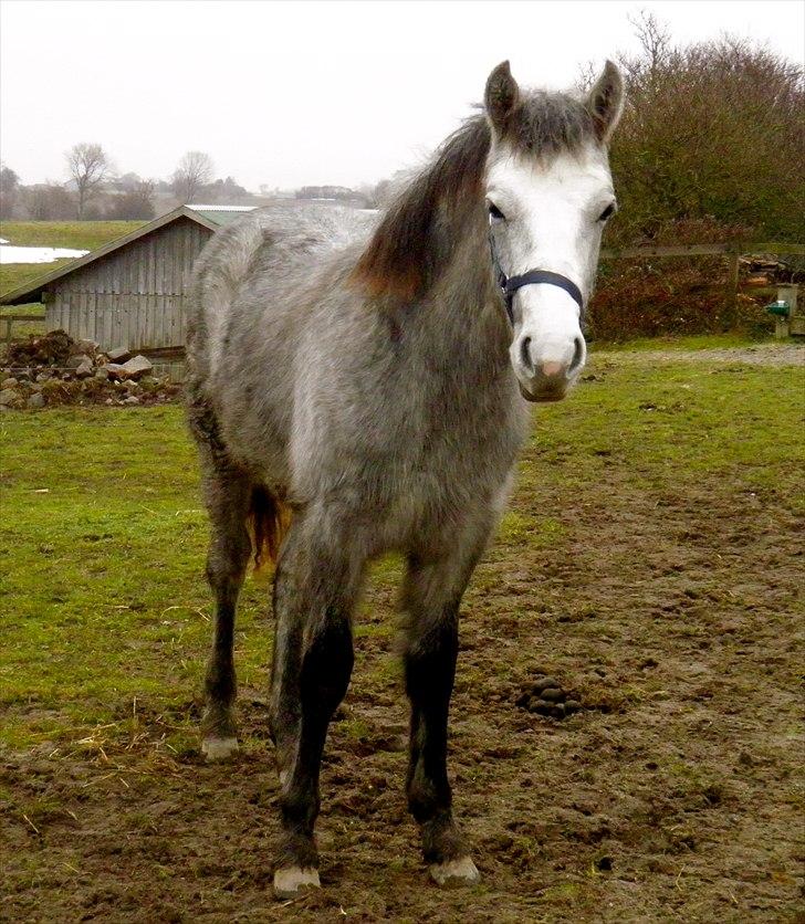 Connemara BREDEMADGÅRDS GRACE O'MALLEY billede 9
