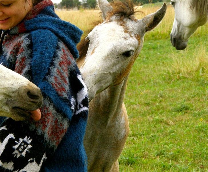 Connemara BREDEMADGÅRDS GRACE O'MALLEY billede 10