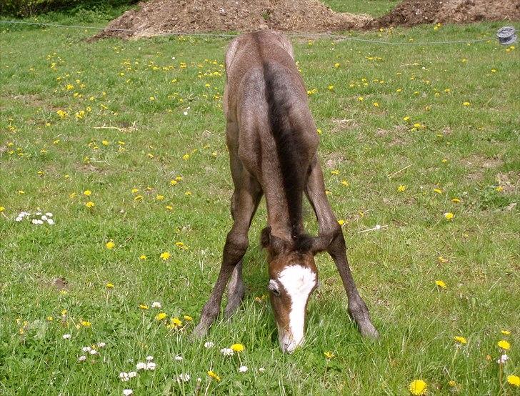 Connemara BREDEMADGÅRDS GRACE O'MALLEY billede 11