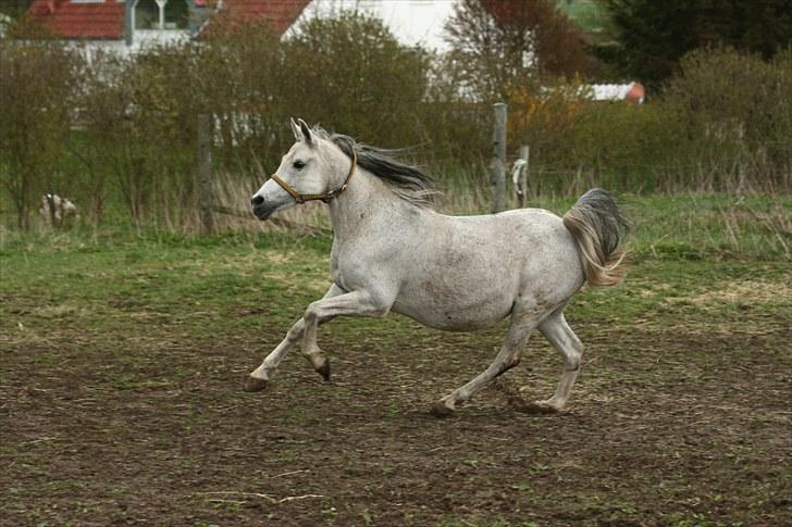 Anden særlig race Skovly´s Eliza billede 12