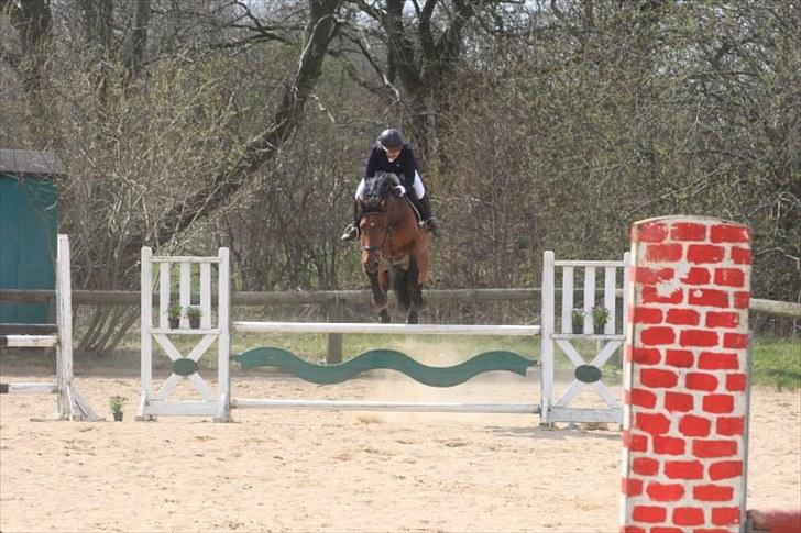 Dansk Varmblod Auburn sp billede 14