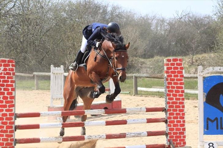 Dansk Varmblod Auburn sp billede 15