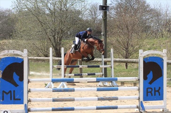 Dansk Varmblod Auburn sp billede 16