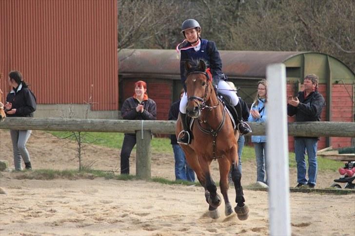 Dansk Varmblod Auburn sp billede 17