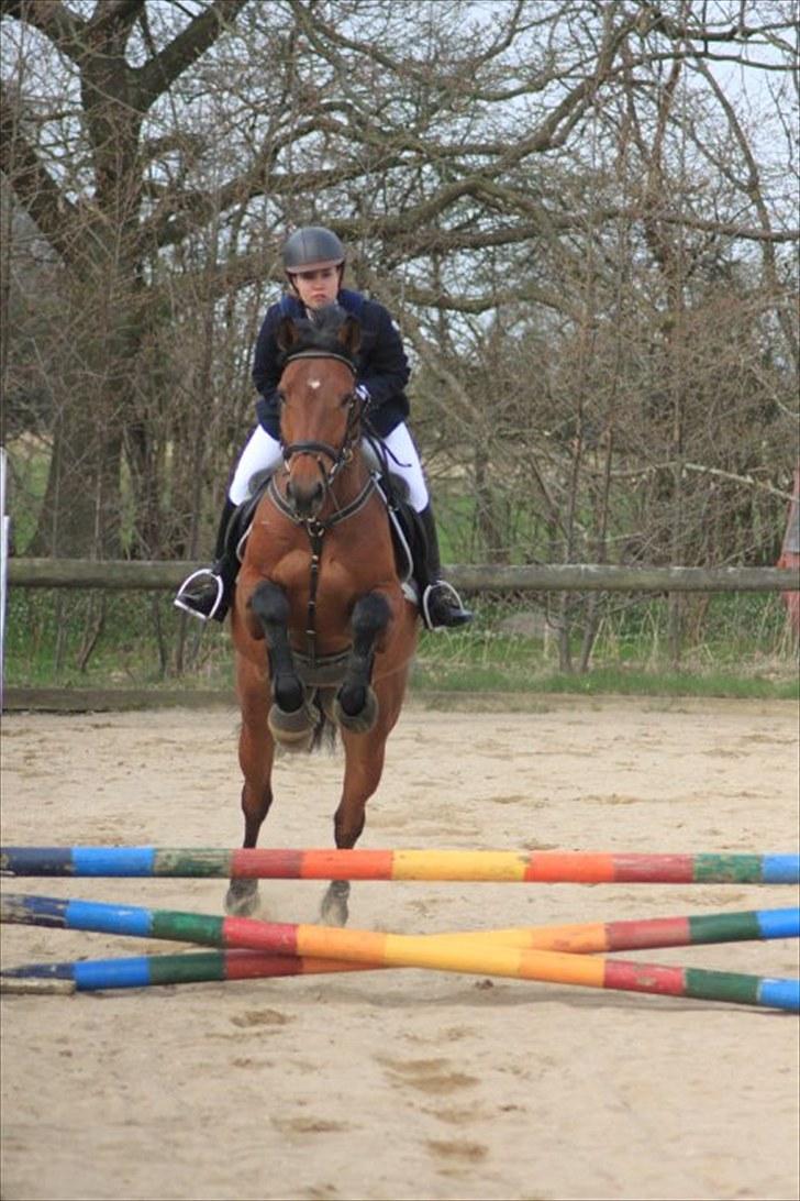 Dansk Varmblod Auburn sp billede 18