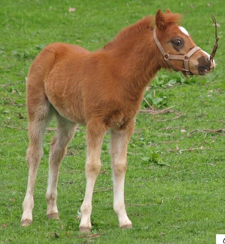 Welsh Mountain (sec A) Meraviglioso H. Cavallino billede 9