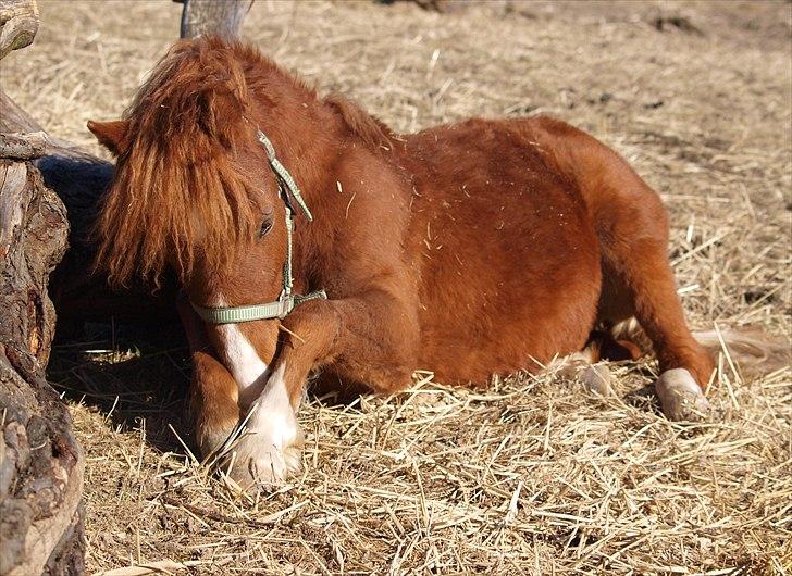 Welsh Mountain (sec A) Meraviglioso H. Cavallino billede 10