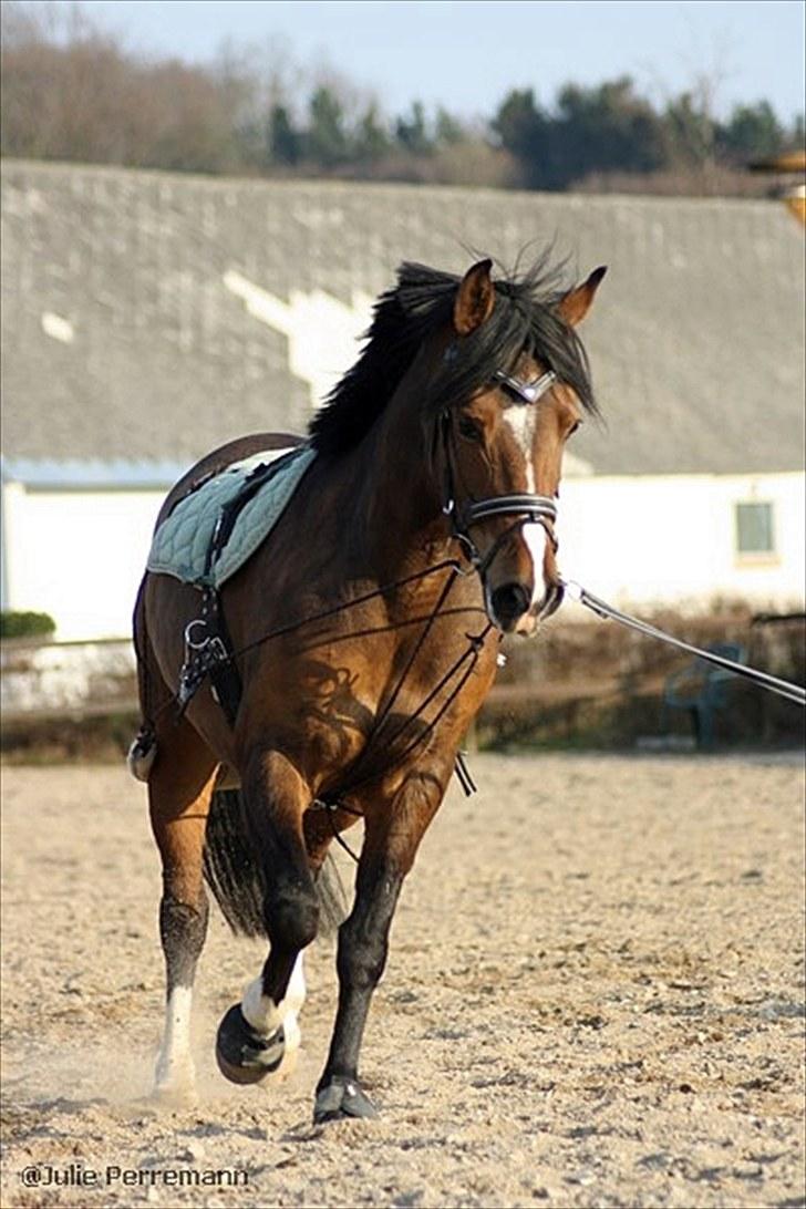 Anden særlig race Miss caya billede 17