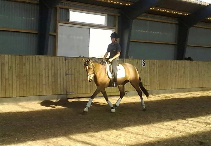 Hollandsk Varmblod Viva Hbc billede 16