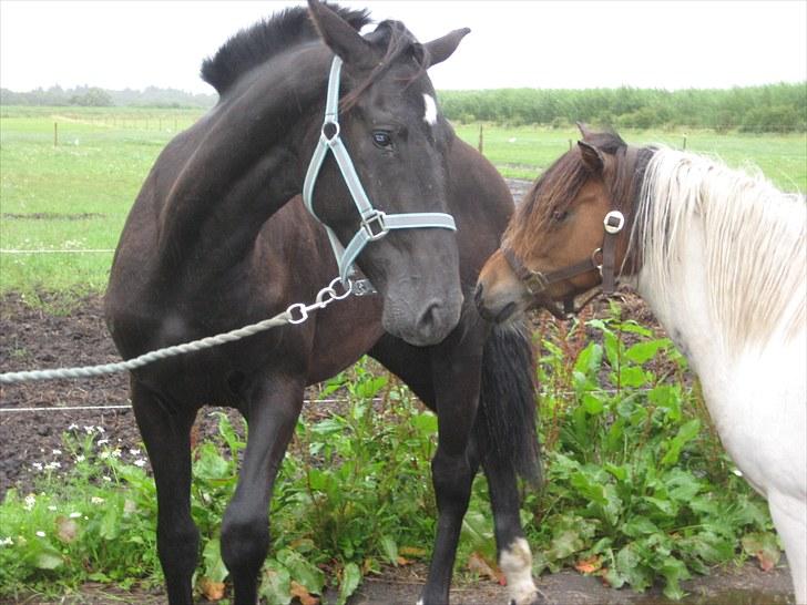 Dansk Varmblod Nice Surprise billede 12