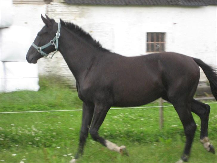 Dansk Varmblod Nice Surprise - Fin er han da billede 13