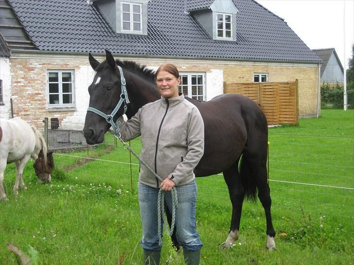 Dansk Varmblod Nice Surprise billede 14