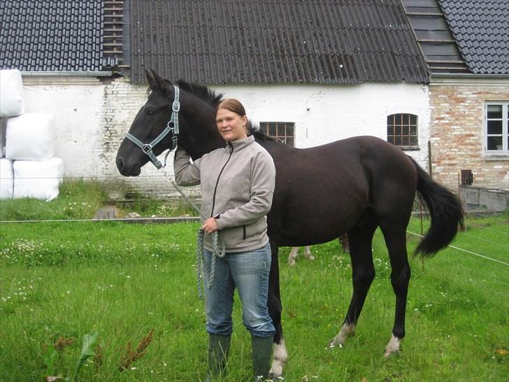 Dansk Varmblod Nice Surprise - Den stolte ejer billede 15