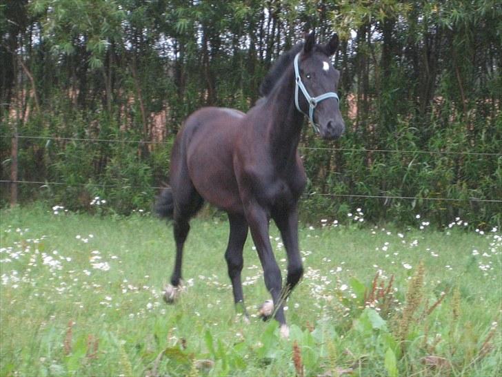 Dansk Varmblod Nice Surprise billede 16