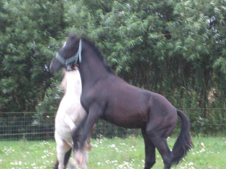 Dansk Varmblod Nice Surprise - Fedt med en der vil lege billede 17