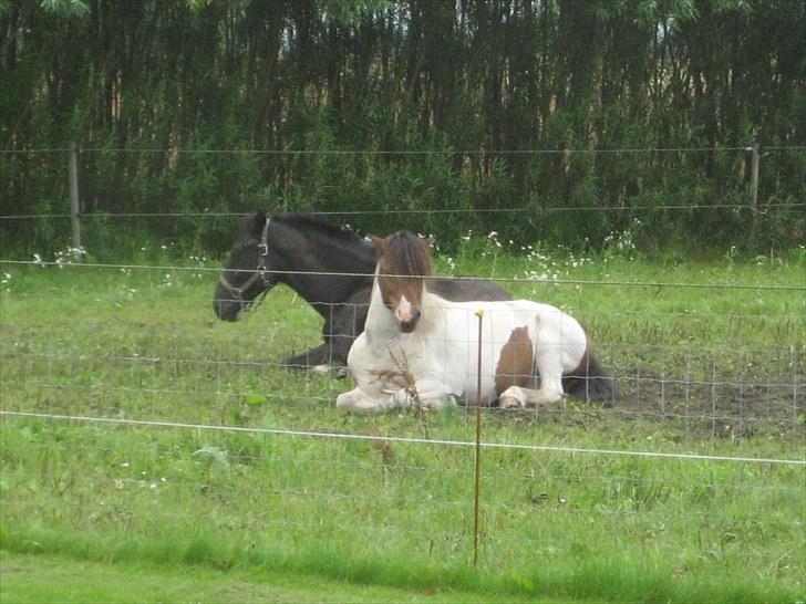 Dansk Varmblod Nice Surprise - Bedste venner billede 18