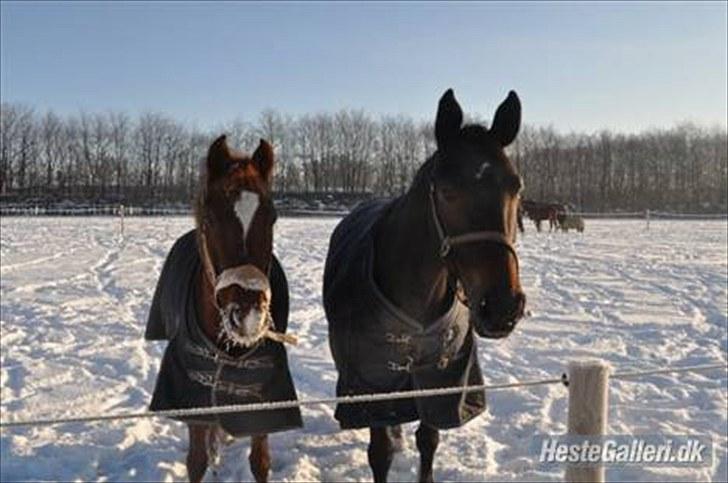 Anden særlig race Lillegårds Tøsen - opstaldet hos Stine ;) - Fotograf Stine Sølbeck billede 13