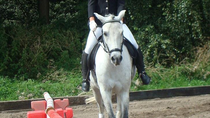 Welsh Pony (sec B) Bugsy Malone (savnet.) billede 11