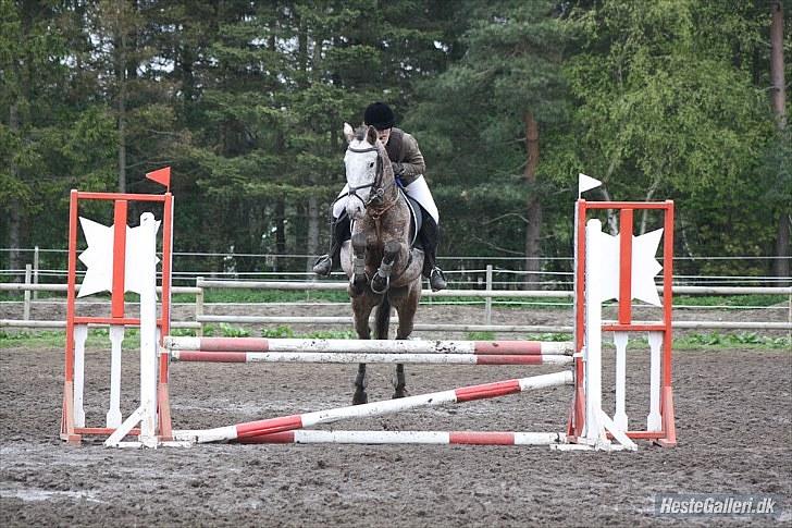 Knabstrupper Fresh Prince  - springer højt over :o <3 MCL-foto billede 16